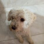 Samela Daniele Maciel Leardini da Cruz